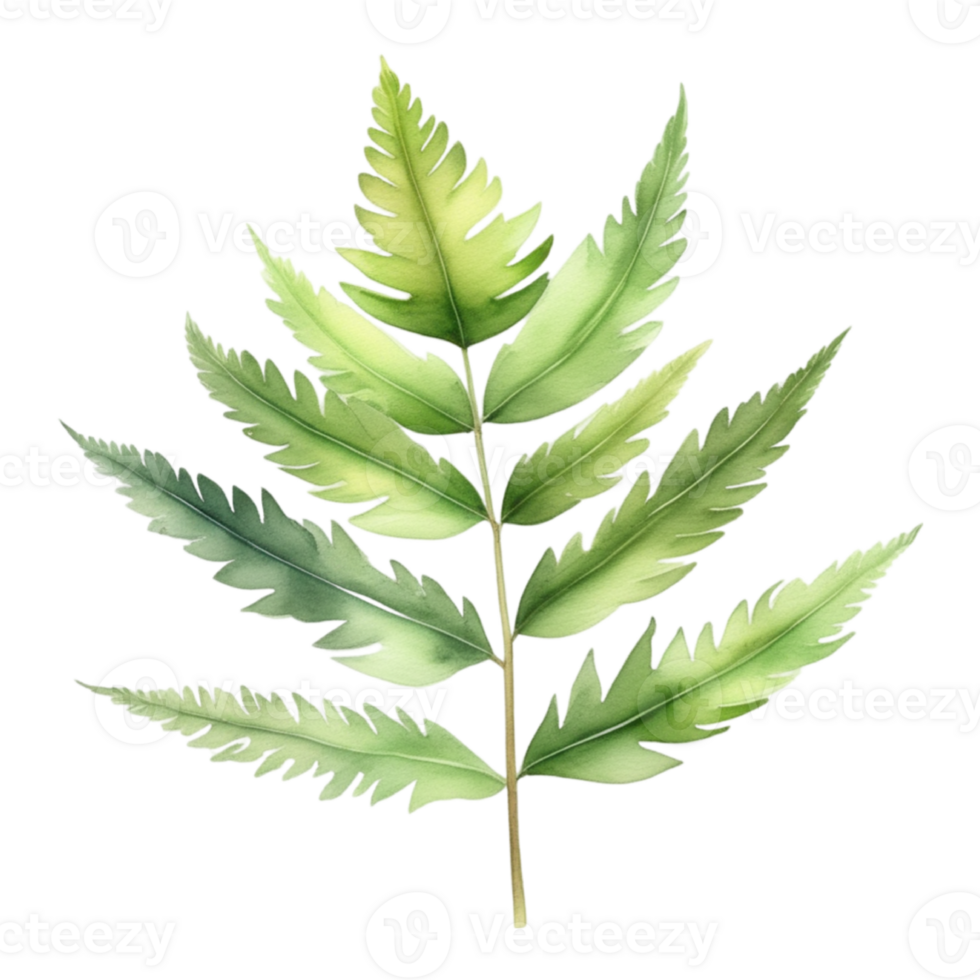 Fern leaf plant watercolor herb illustration png