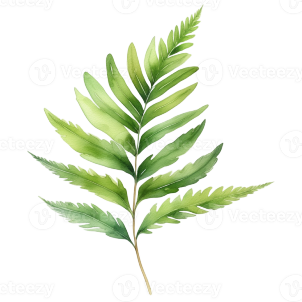 Fern leaf plant watercolor herb illustration png