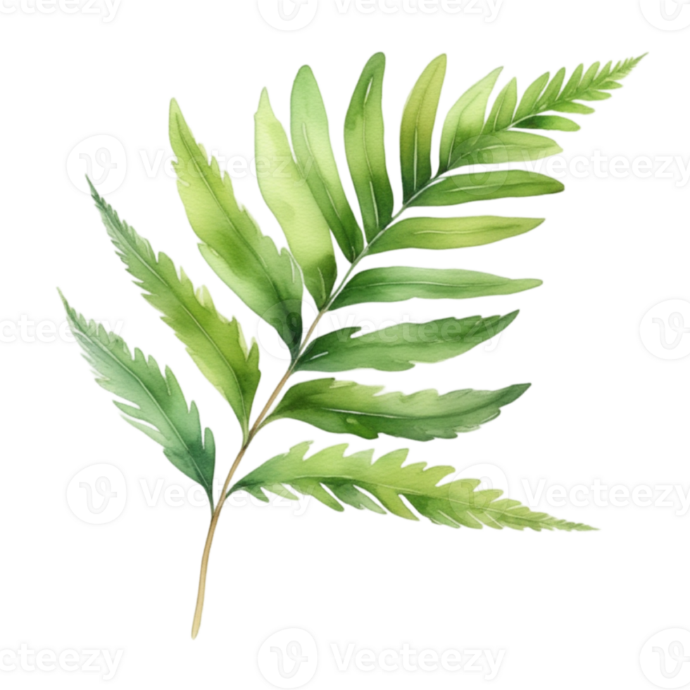 Fern leaf plant watercolor herb illustration png