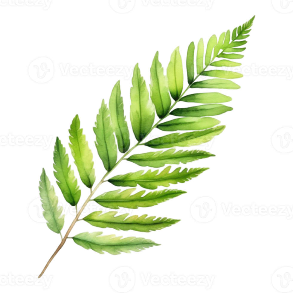 Fern leaf plant watercolor herb illustration png