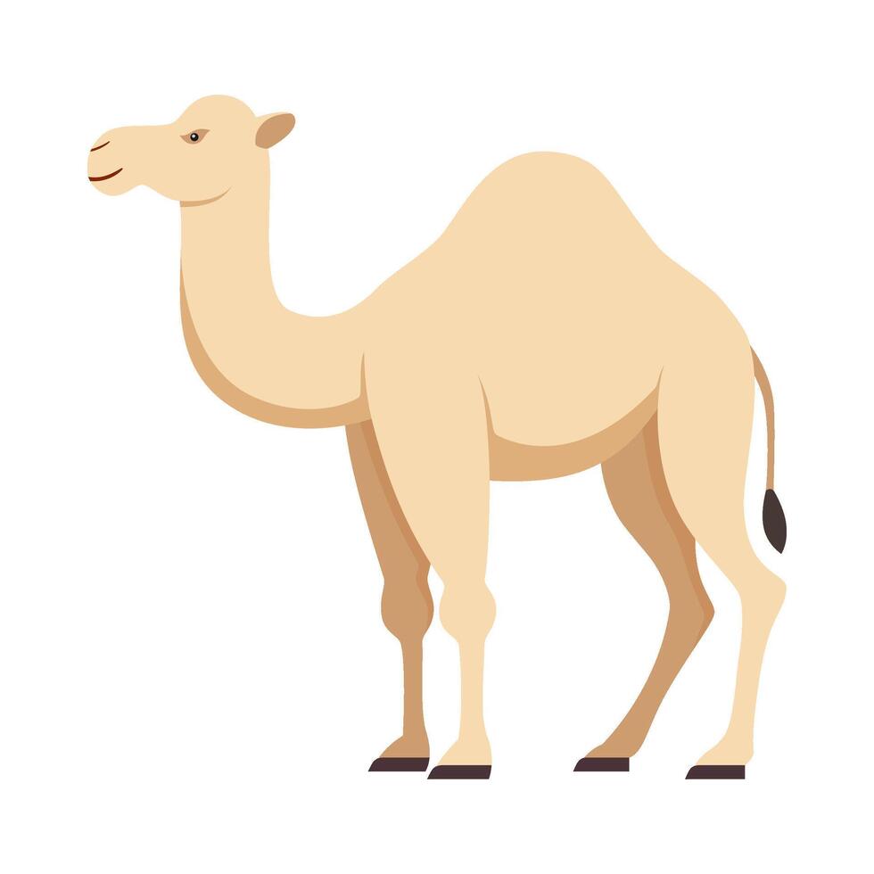 plano ilustración de camello en aislado antecedentes vector