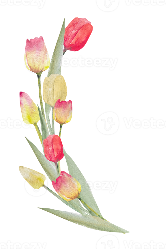Bouquet of tulips. Watercolor spring floral illustration, hand drawn. Easter, valentine, wedding invitation. png