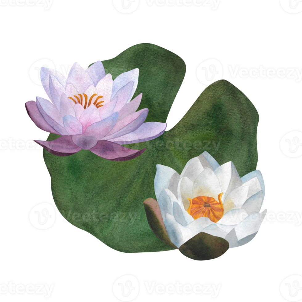 Watercolor white purple waterlily green leaf Floral illustration isolated for postcard spa yoga logo invitation Women's day 2024 beauty salon birthday Cosmetics wrapping Botanical composition Lotus png