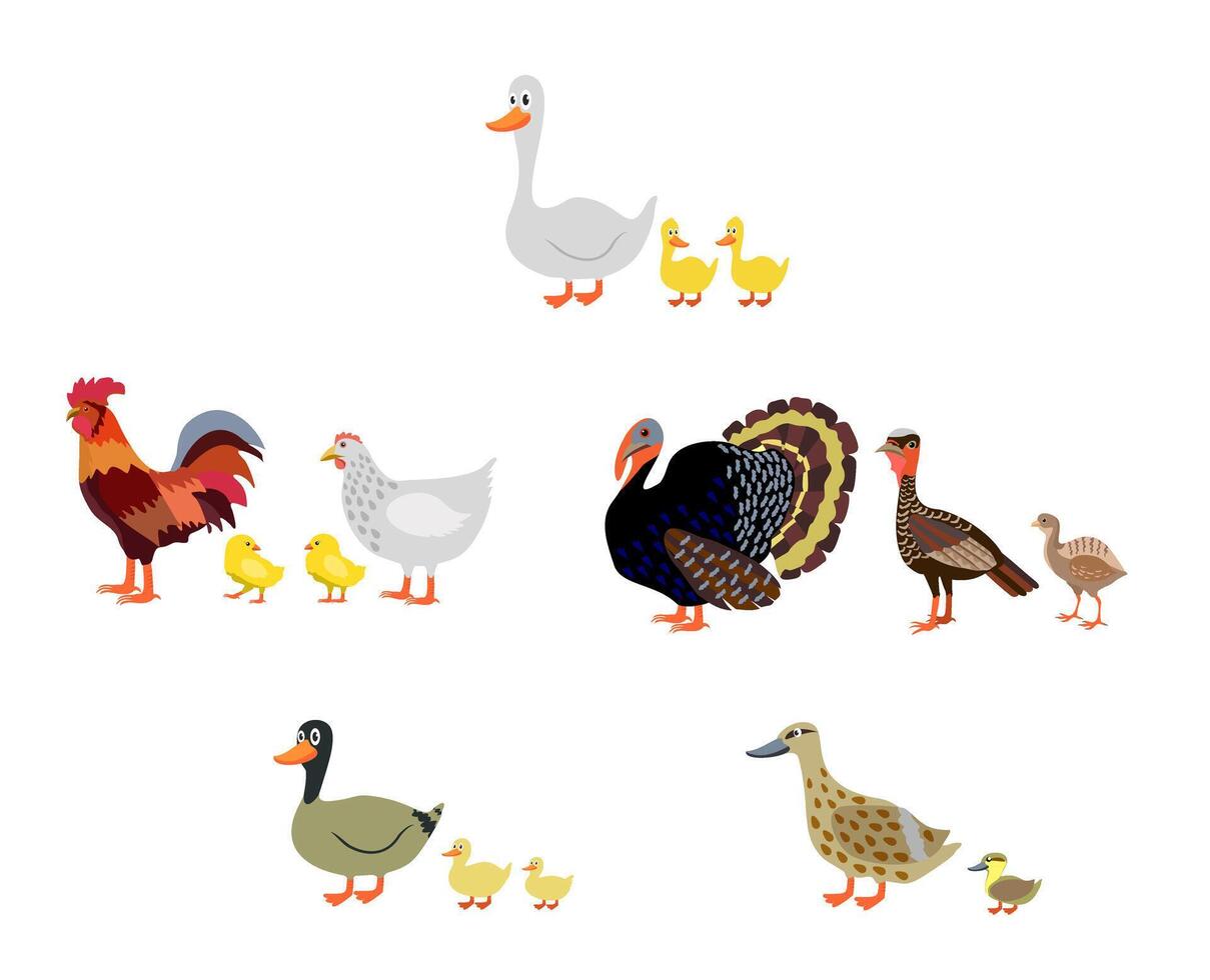 colección de diferente Doméstico aves. conjunto granja aves de corral, Doméstico aves familia, gallina, gallo y pollo, Turquía con polluelo vector