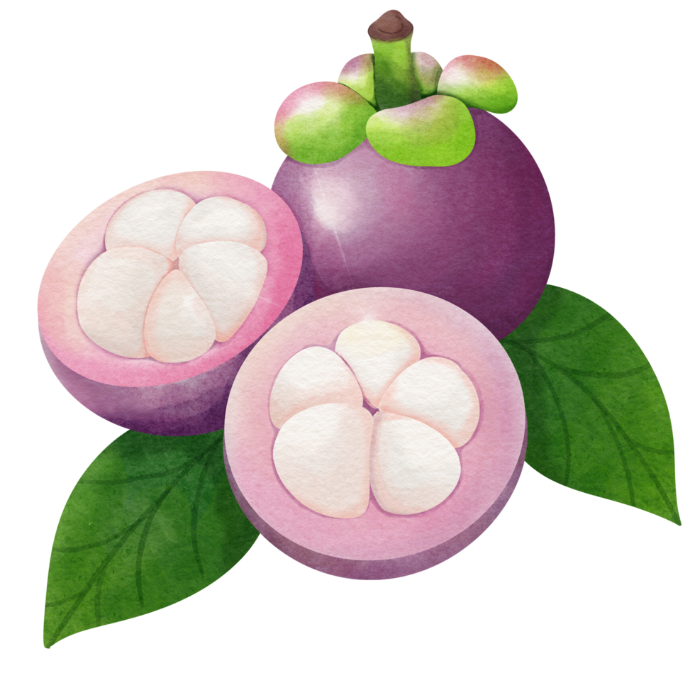 This realistic watercolor painting depicts a mangosteen fruit with its characteristic purple rind and white, fleshy segments. png