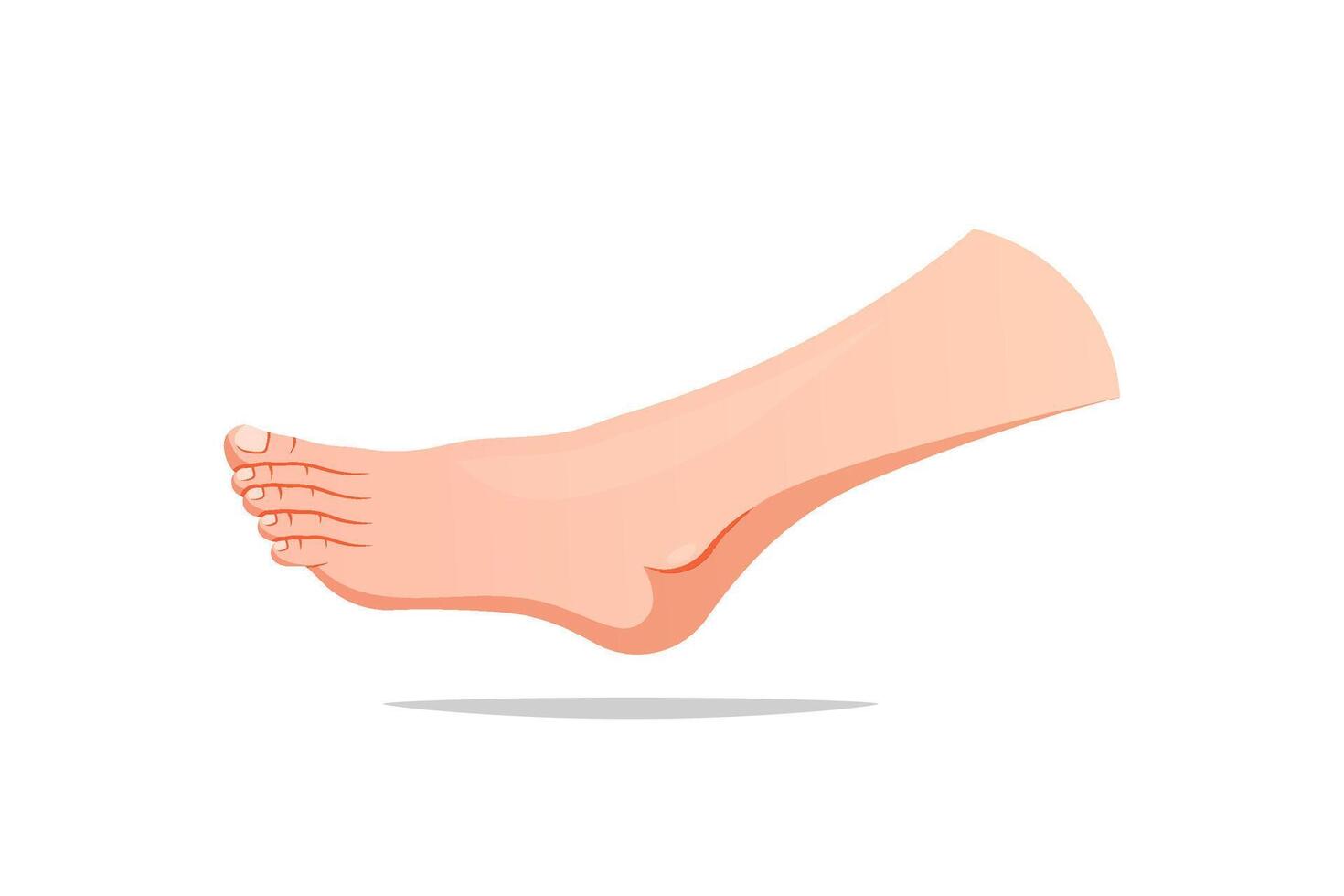 Side view of human foot isolated on white background. vector