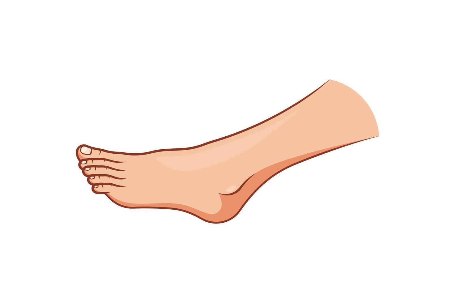 Side view of human foot isolated on white background. vector