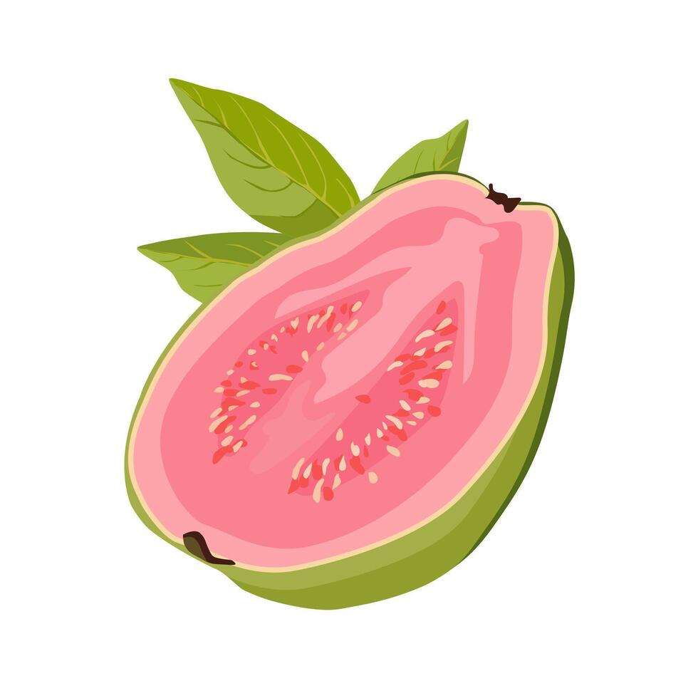 juicy and healthy green pink cut guava with green leaves. Isolated illustration on white background. Summer fruit for flat design of card, banner, flyer, sale, poster, icons vector