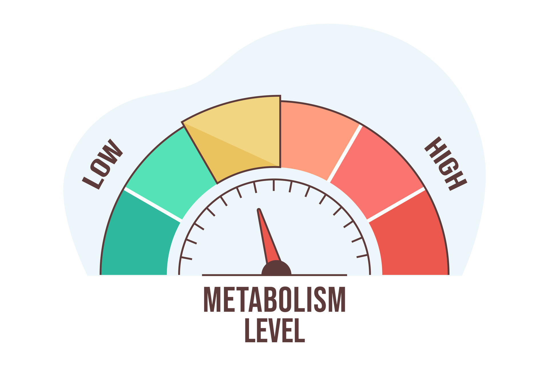 An Increase In Metabolic Rate Would Result In Flat illustration of metabolism level scale with arrow and measurement