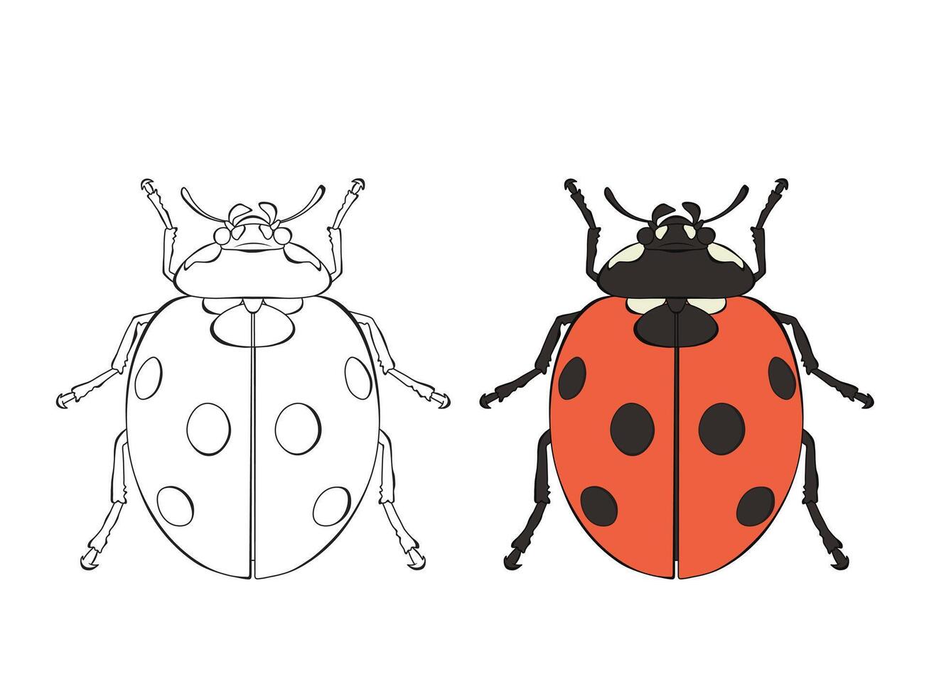 Ladybug colored and line art, illustration isolated on white background. vector