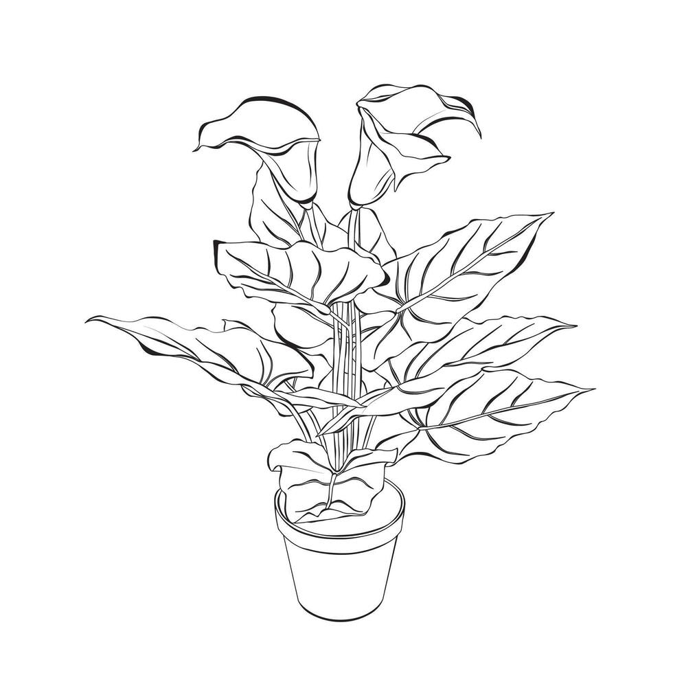 Calla lily in pots sketch outline doodle hand drawn illustration vector