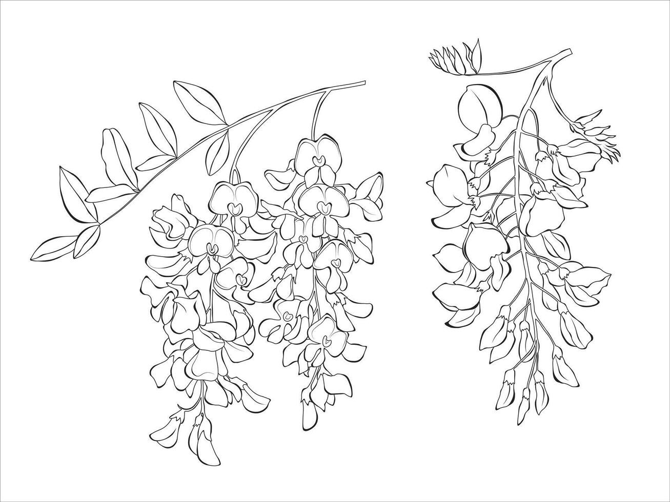 Acacia flower black white isolated sketch vector