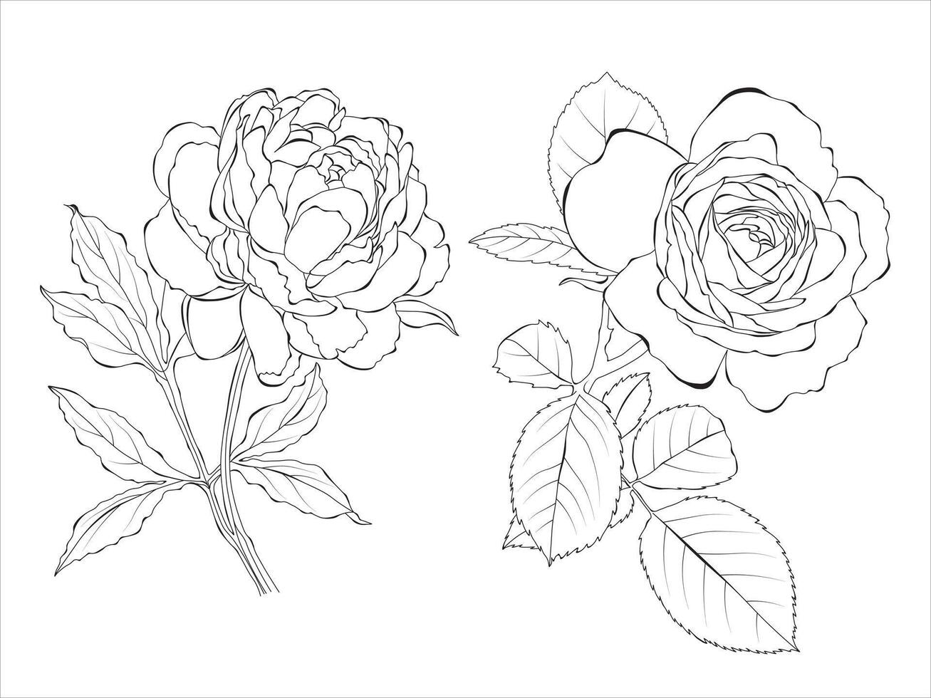 Peony and rose line art, outline Illustration. Flowers outline isolated on white background. Hand painted line art botanical illustration. vector