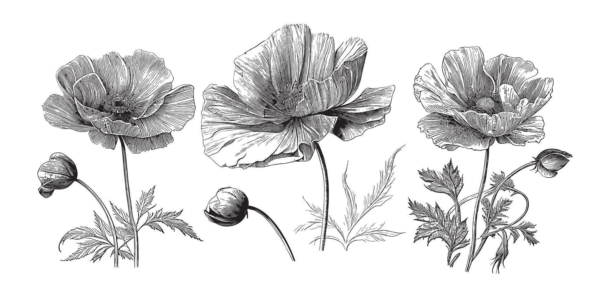 Poppy flower set hand drawn sketch in doodle style illustration vector