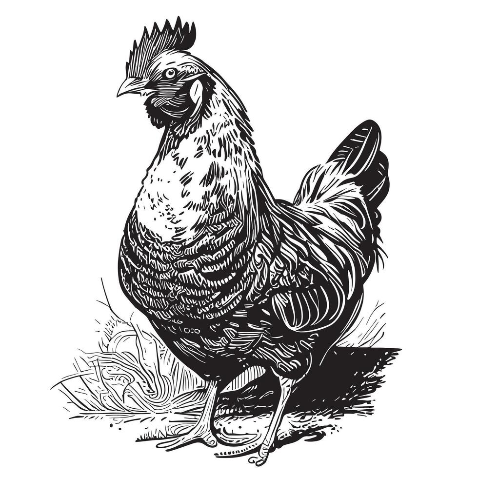 Hen Chicken standing on the grass hand drawn sketch in doodle style illustration vector