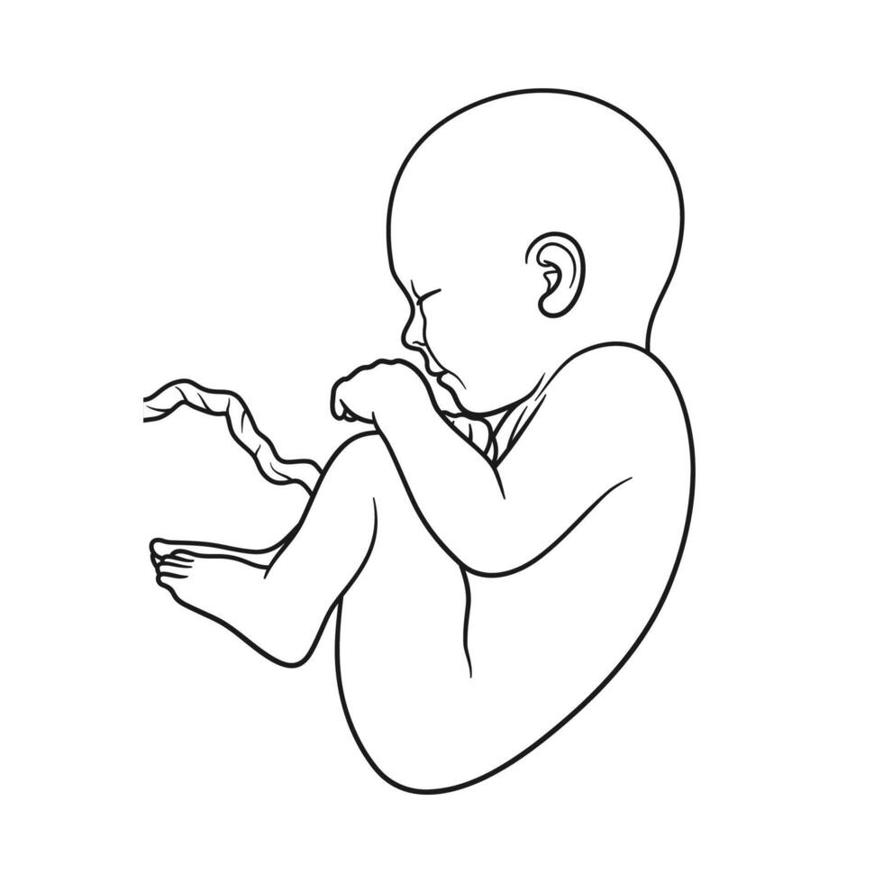 Unborn Baby Gestation in the Uterus During Pregnancy Illustration Outline Monochrome vector