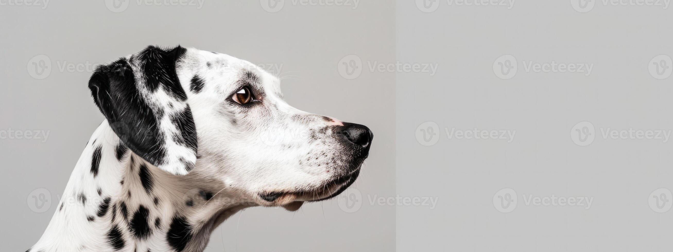 Minimalistic Dog Sideview with Copyspace photo