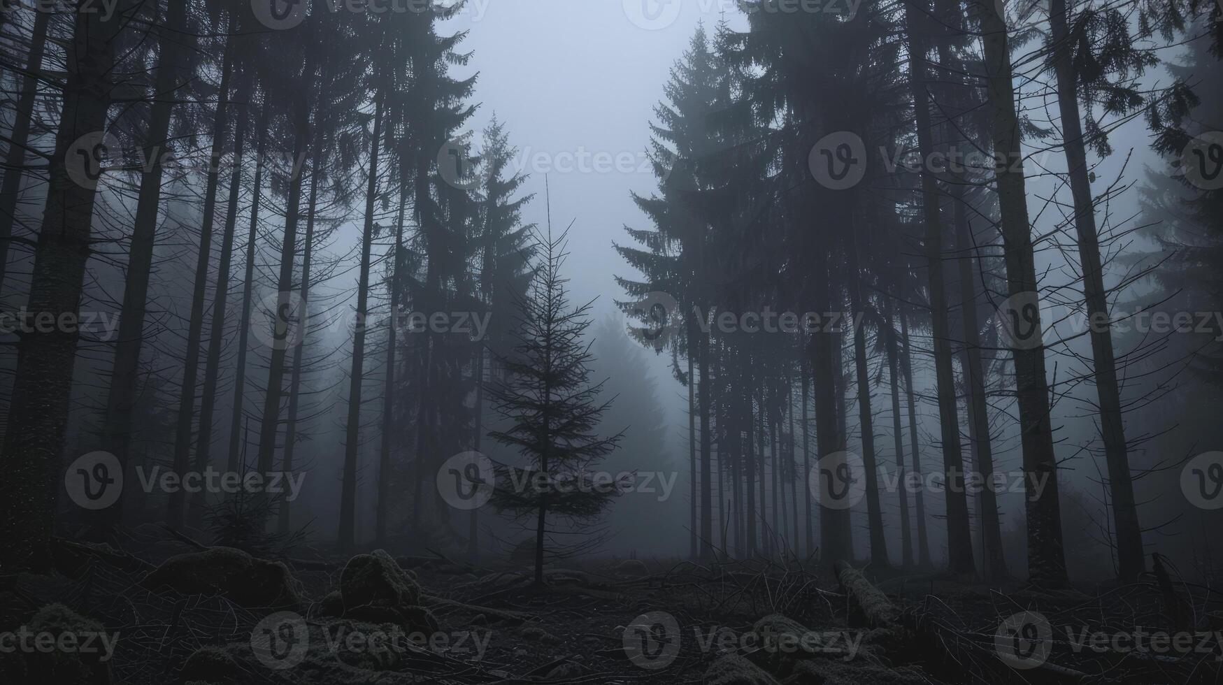 Details of cool forest photo