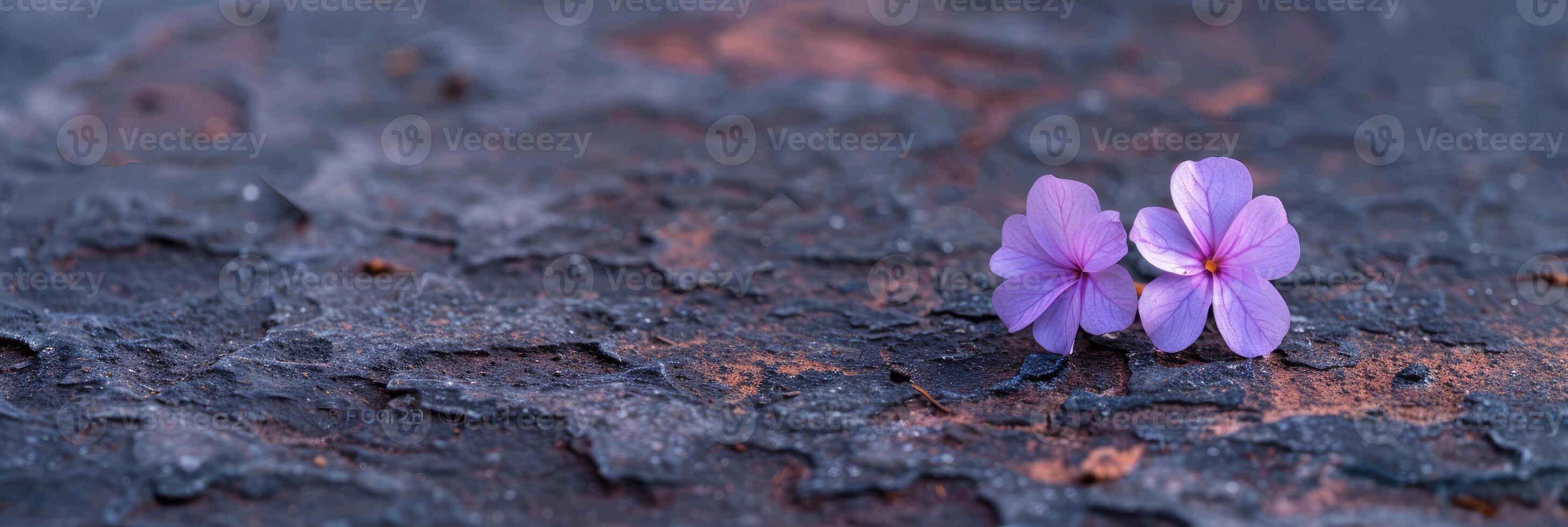 Tiny Purple Floor Flowers Close-Up photo
