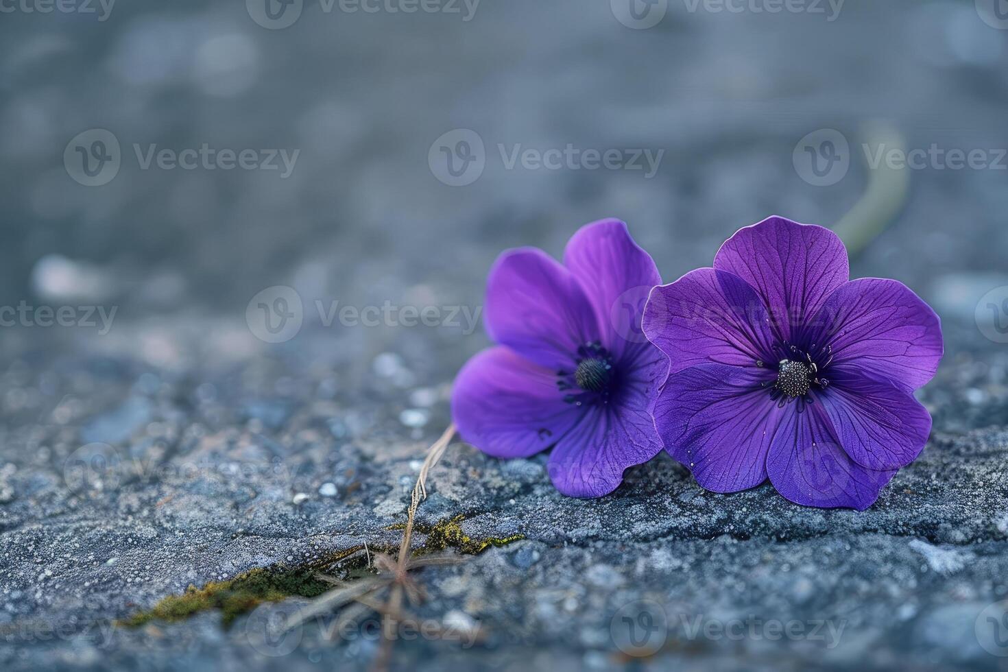 Tiny Purple Floor Flowers Close-Up photo