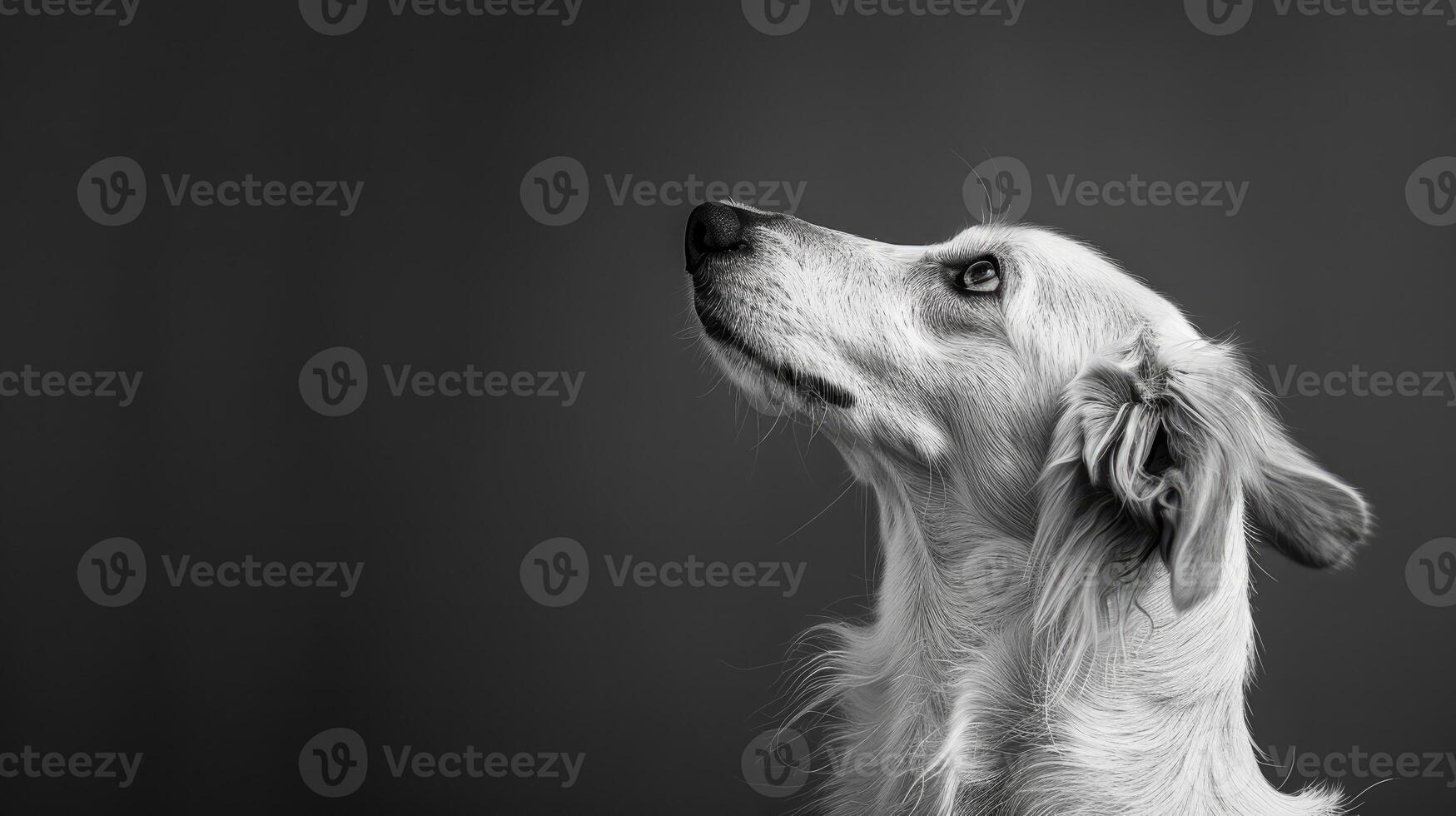 Minimalistic Dog Sideview with Copyspace photo