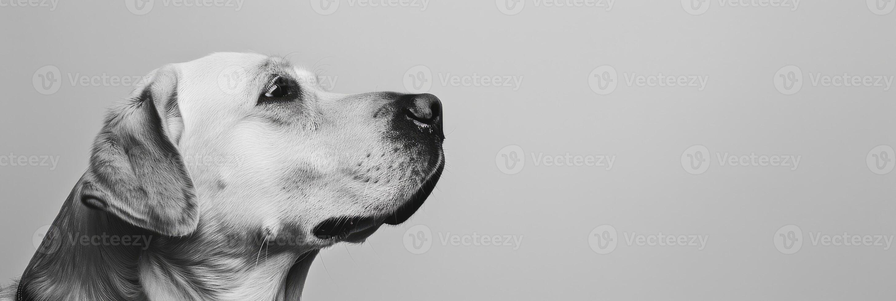 Minimalistic Dog Sideview with Copyspace photo