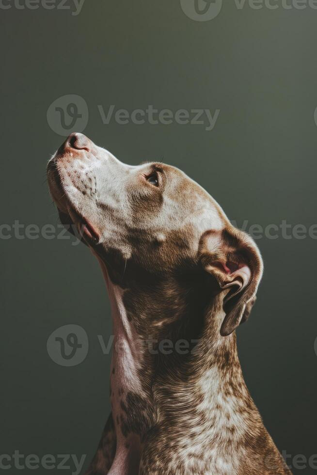 Minimalistic Dog Sideview with Copyspace photo