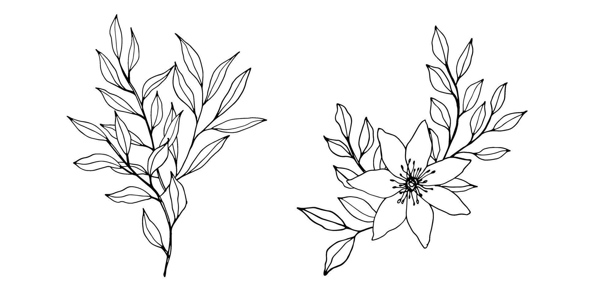 contour branch, flowers and leaves compositions. Elegant art for decoration. hand drawn monochrome botanical illustration for backgrounds. Template for wedding cards and polygraph, logo, tattoo vector