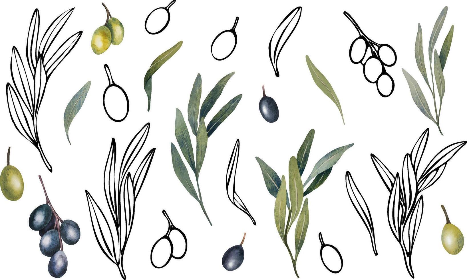 olive tree branch with leaves and olives fruit. Hand painted outline floral illustration with watercolor elements for logo, package design, greetings, wallpapers, print, fabric vector