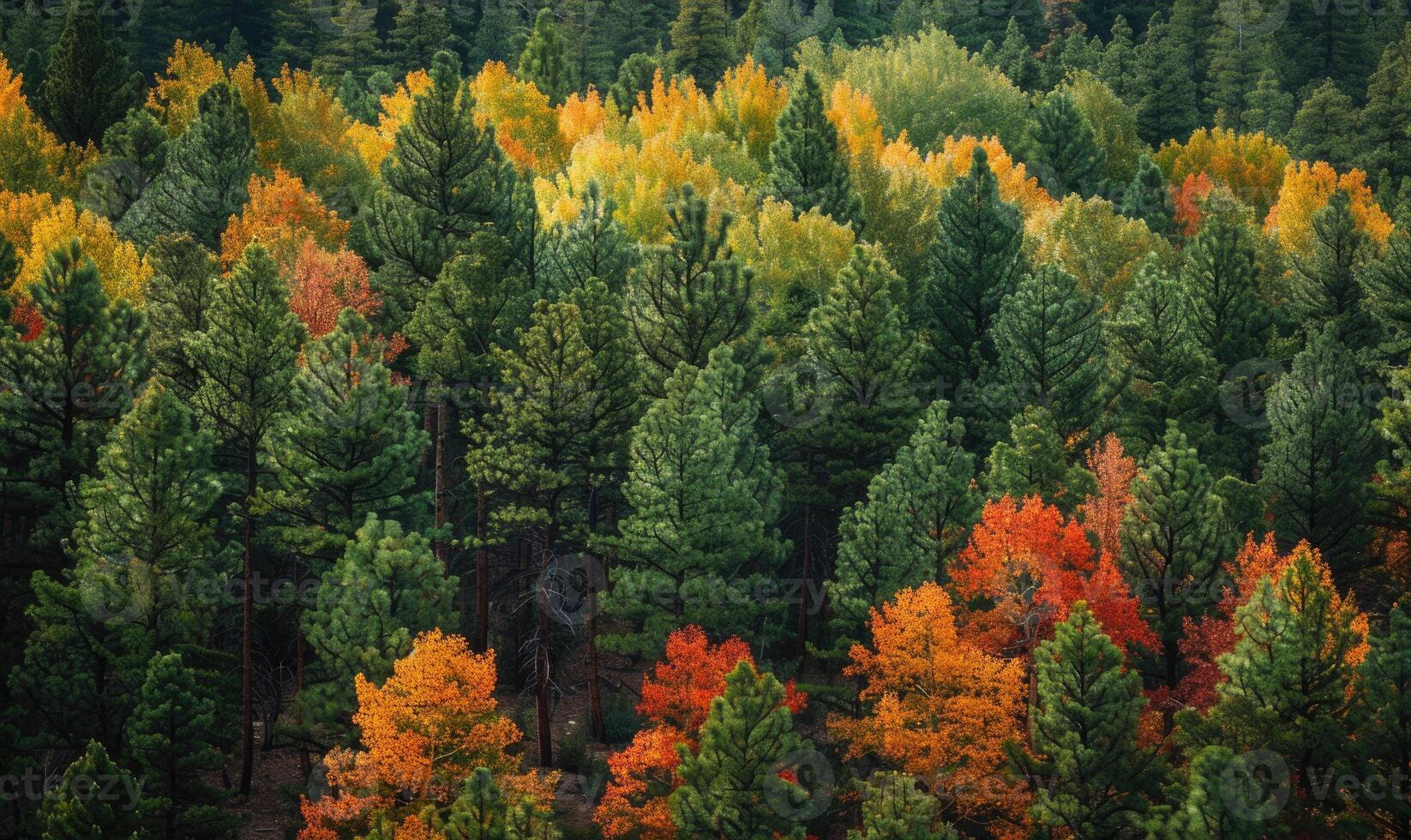 The vibrant colors of autumn foliage contrasting with the deep green of pine trees in a forest, autumn forest background photo