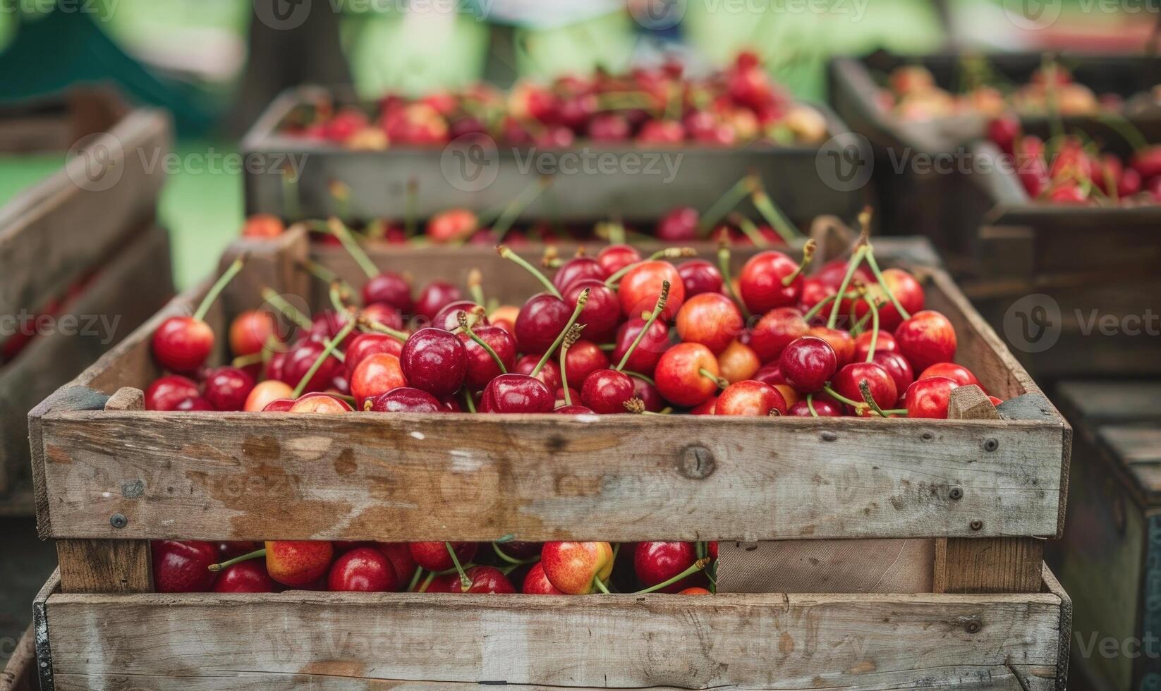 Ripe cherries displayed in a vintage fruit crate at a country fair photo