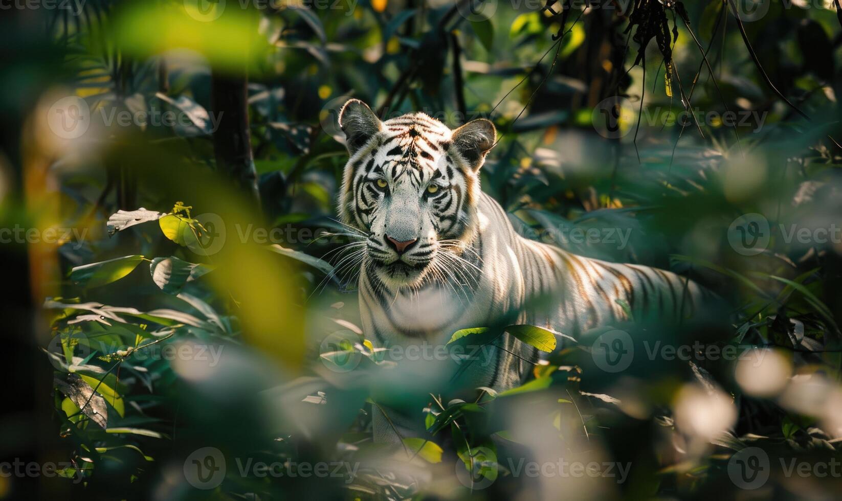 A white tiger prowling through the dense foliage of its natural habitat photo