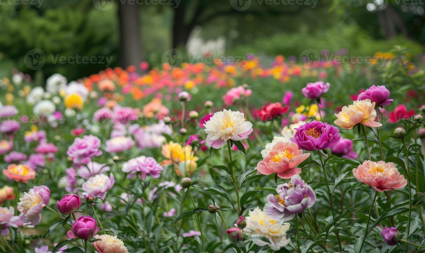 A peony garden with various colors and varieties in full bloom photo