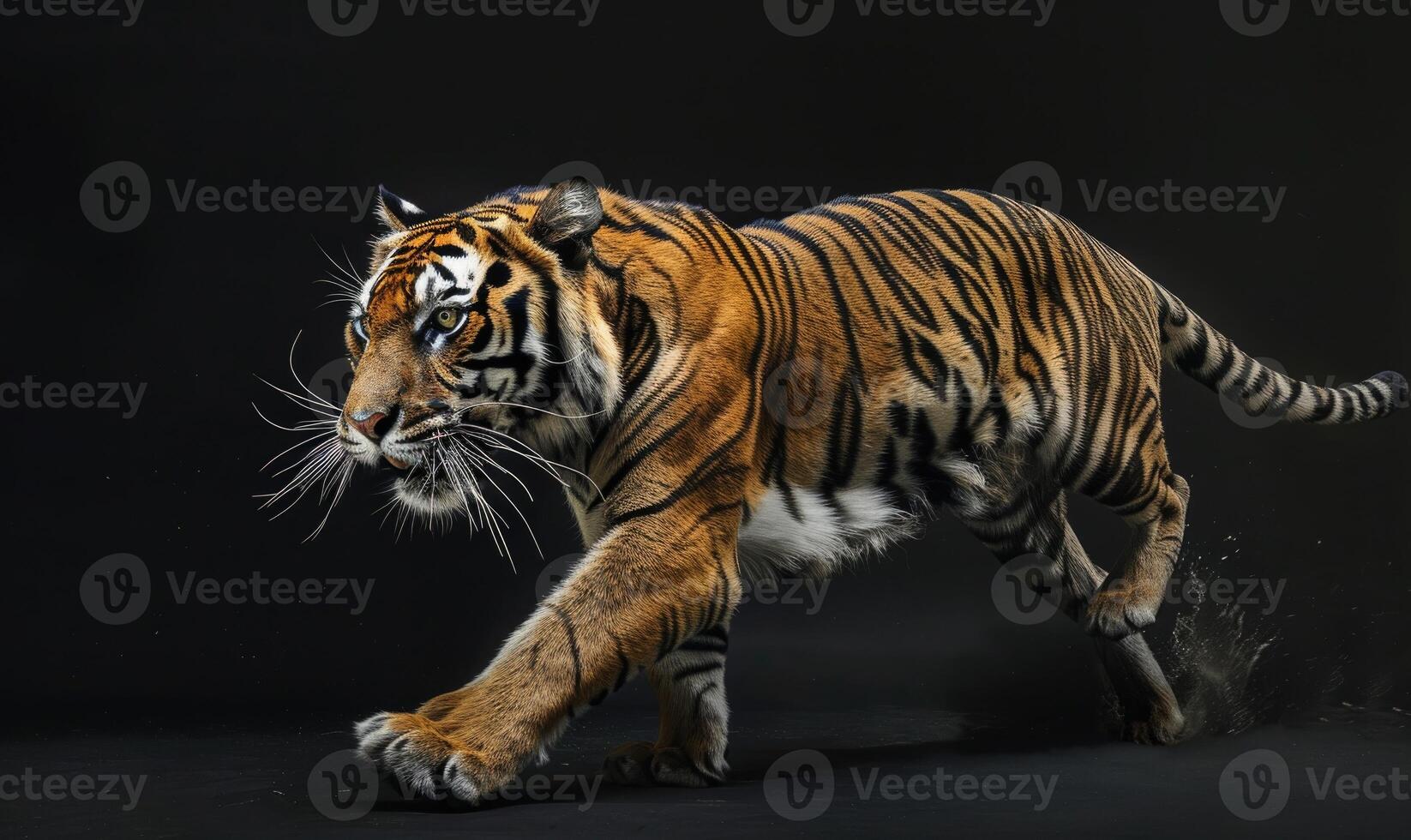 An Indochinese tiger captured in motion against a studio backdrop, tiger on black background photo