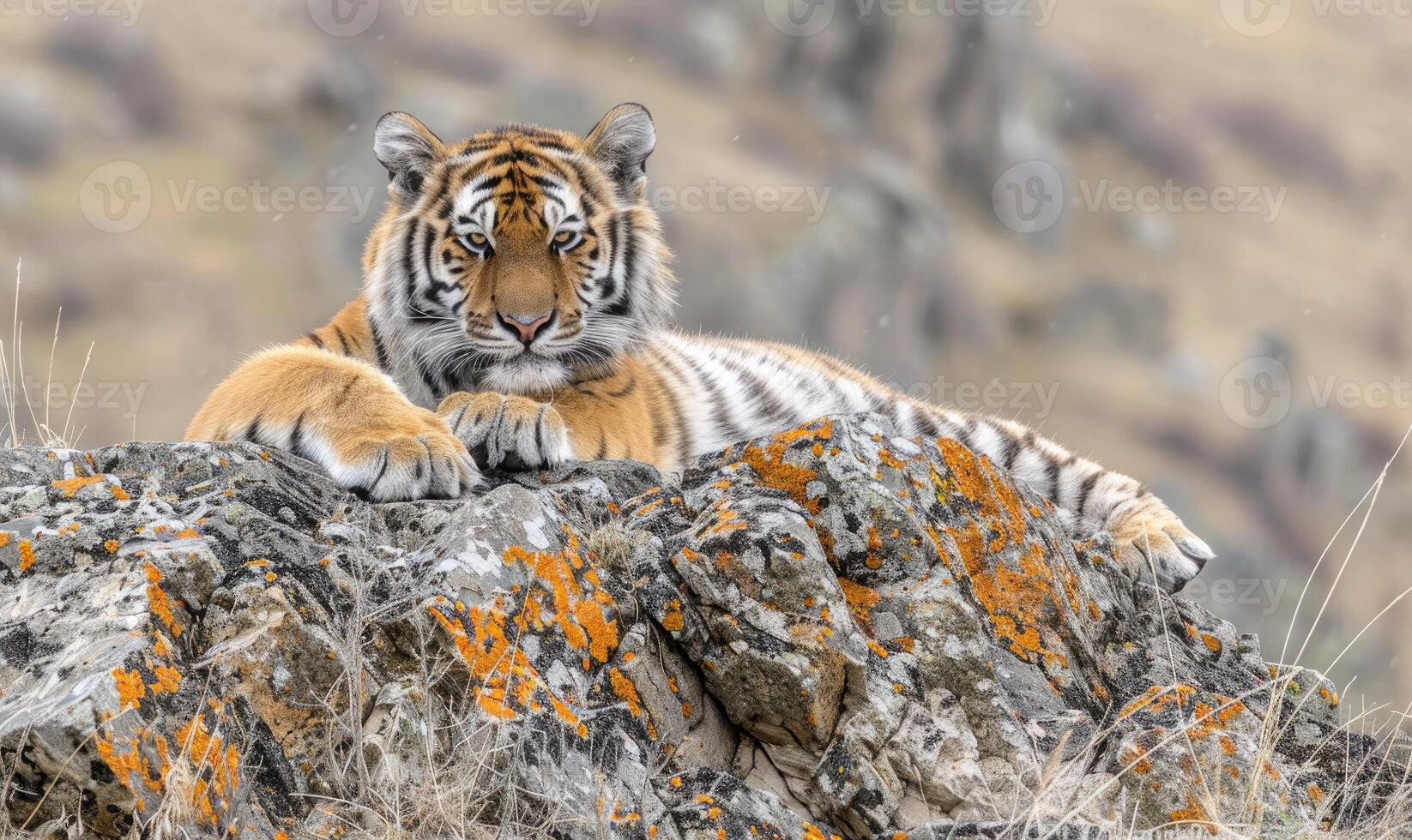 Siberian tiger lounging regally on a rocky outcrop photo