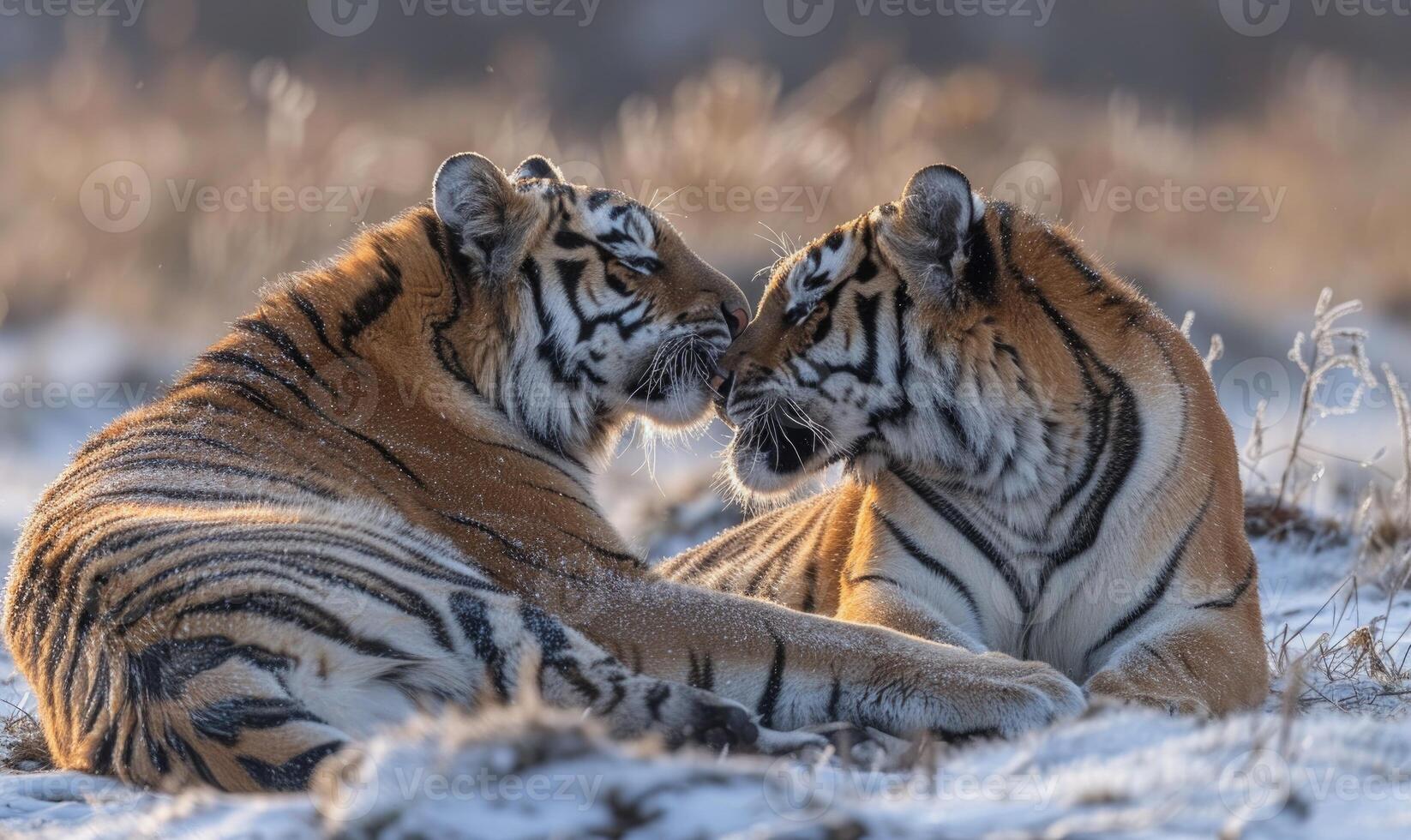 A pair of Siberian tigers engaging in a playful wrestling match photo