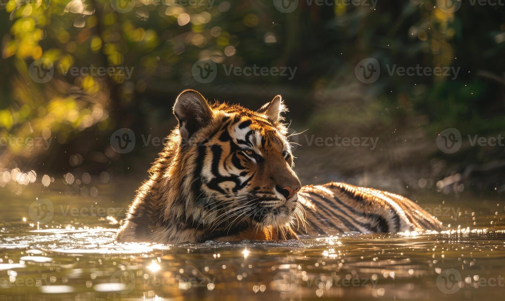 An Amur tiger bathing in a shallow stream photo