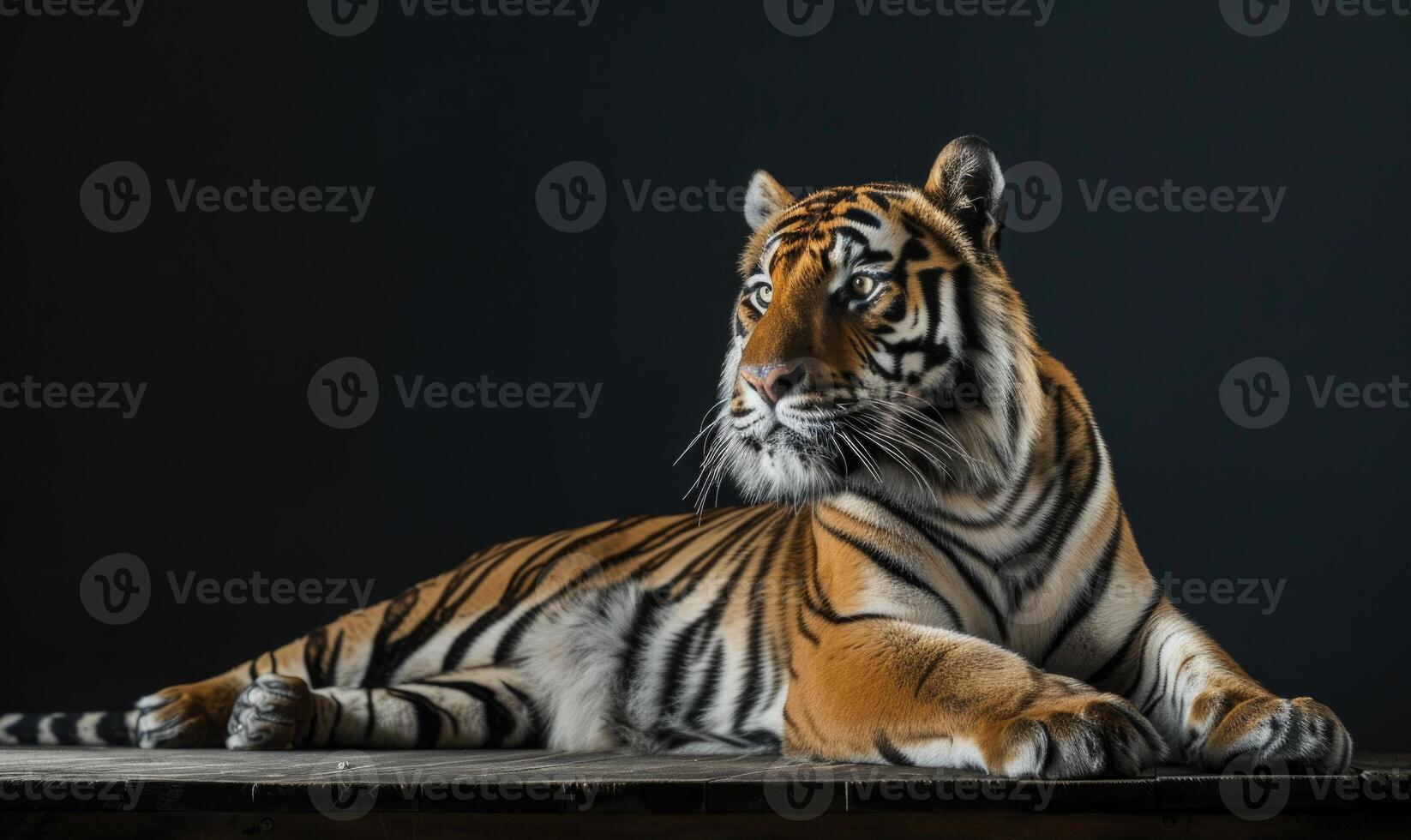An Amur tiger posed on a platform under studio lights, black background photo