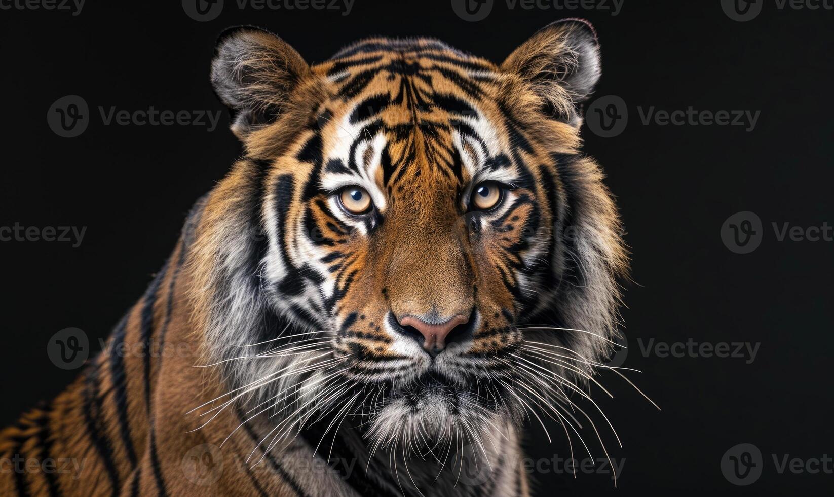 Close-up of a Bengal-Siberian tiger hybrid in studio lighting, tiger on black background photo