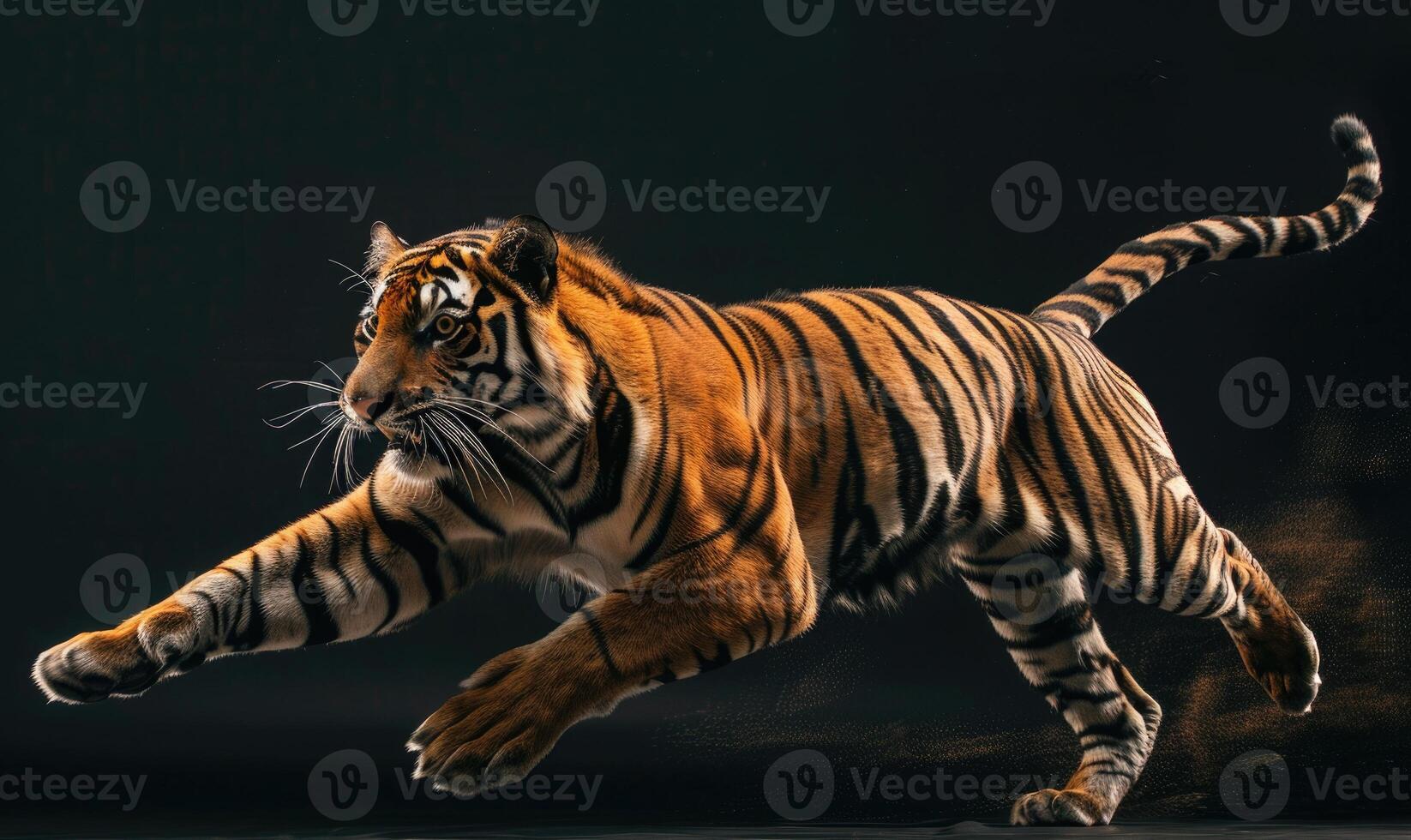 An Indochinese tiger captured in motion against a studio backdrop, tiger on black background photo