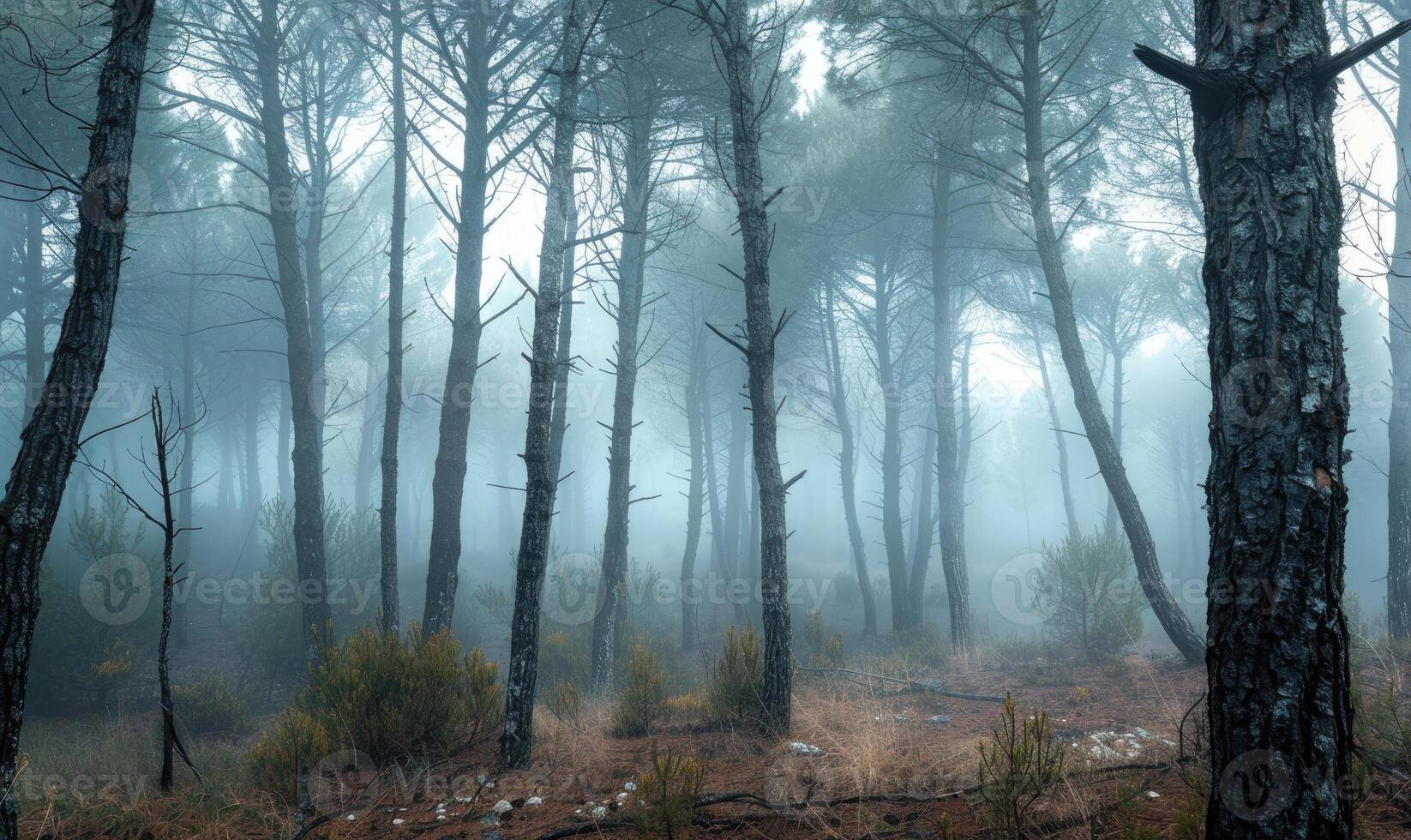 A misty morning in the pine forest, nature background photo