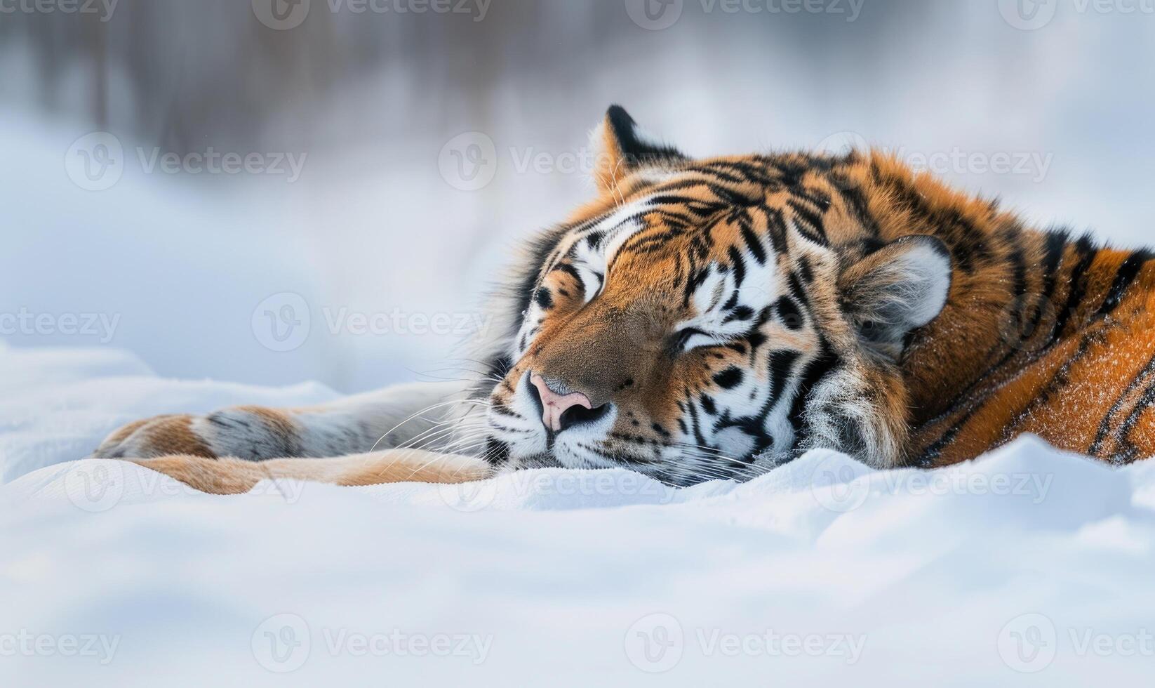 Close-up of a Siberian tiger resting in the snow photo