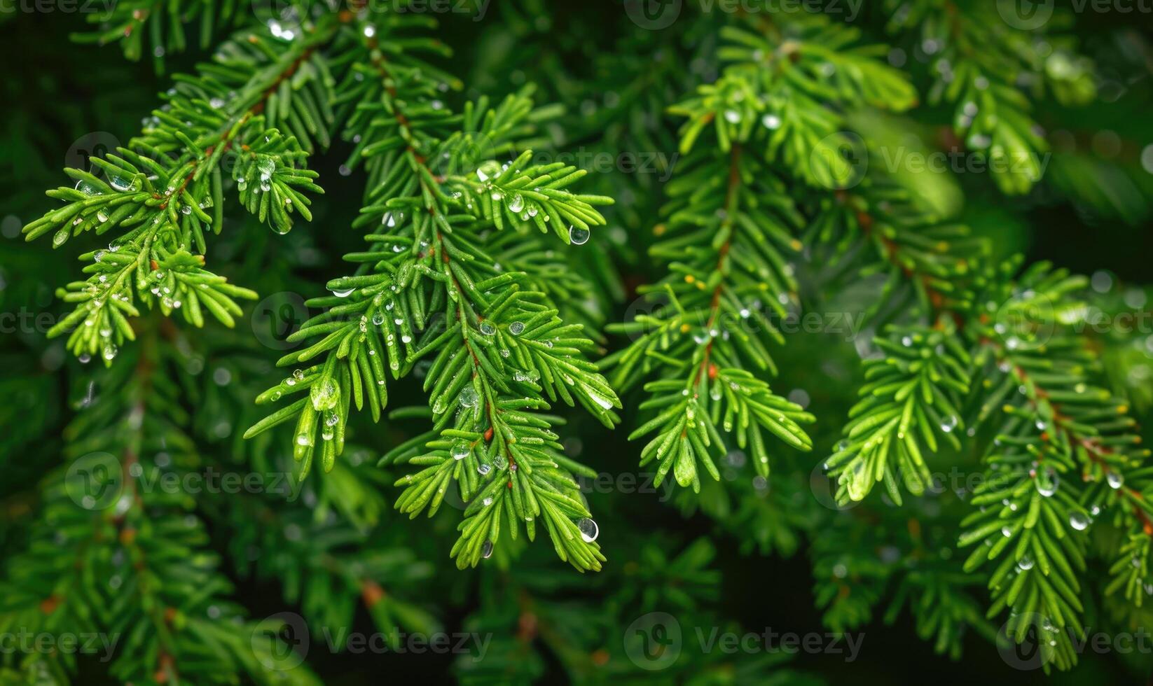 Close-up of cedar branches with vibrant green needles photo