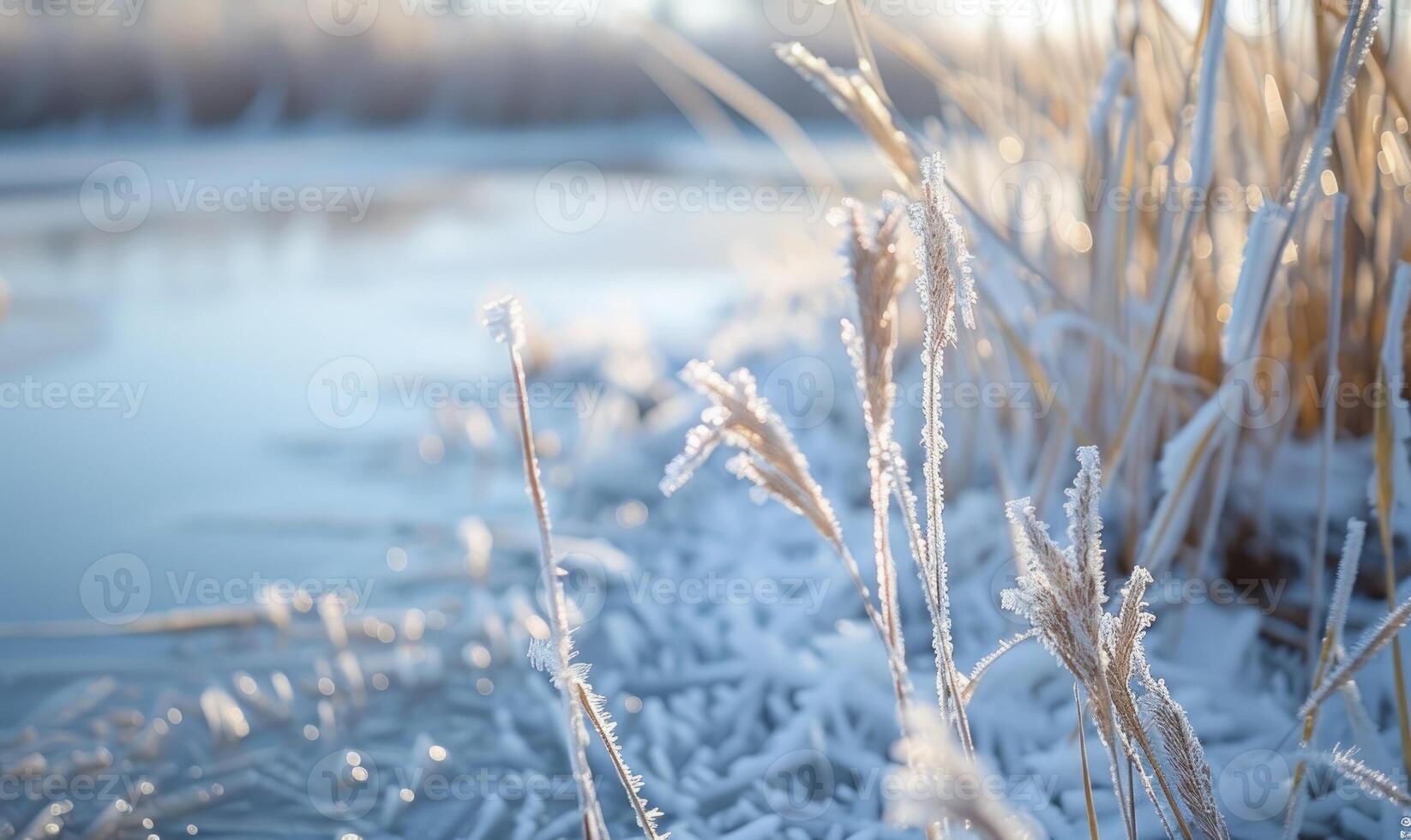 Close-up of frosty reeds along the edge of a frozen lake photo