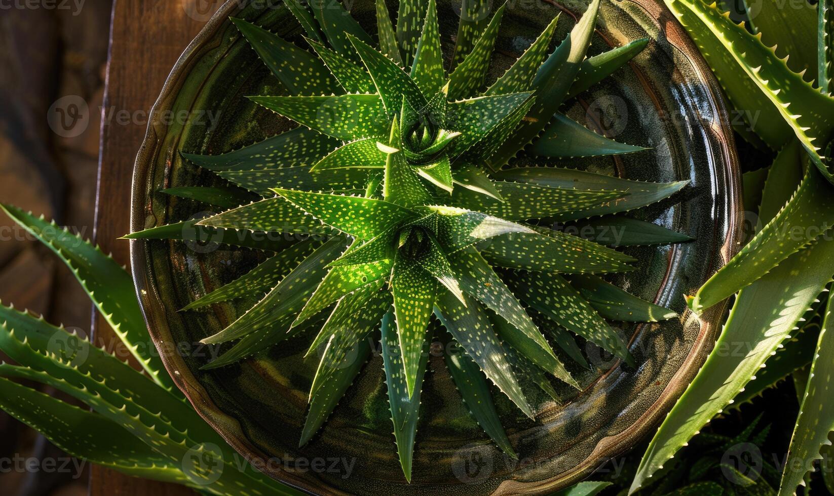 Aloe vera leaves in a pot, closeup view, top view photo