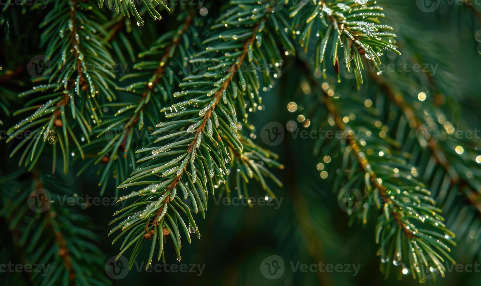 Close-up of pine needles covered in morning dew photo