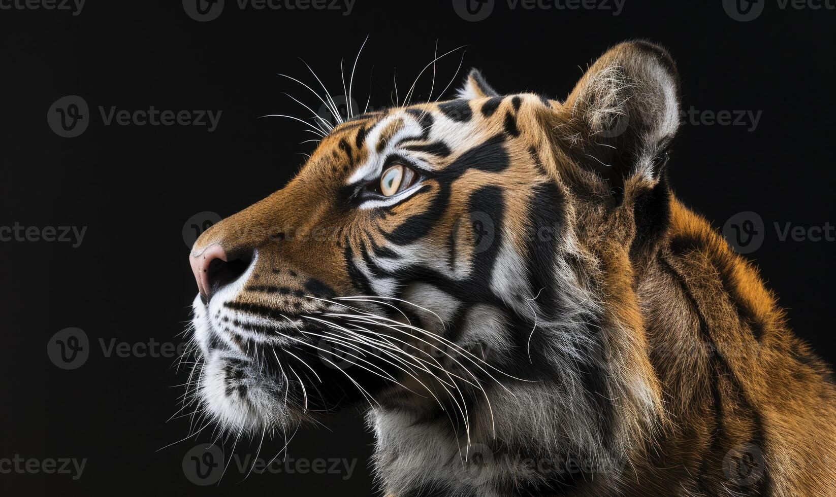 Close-up of a Siberian tiger's face under studio lights photo