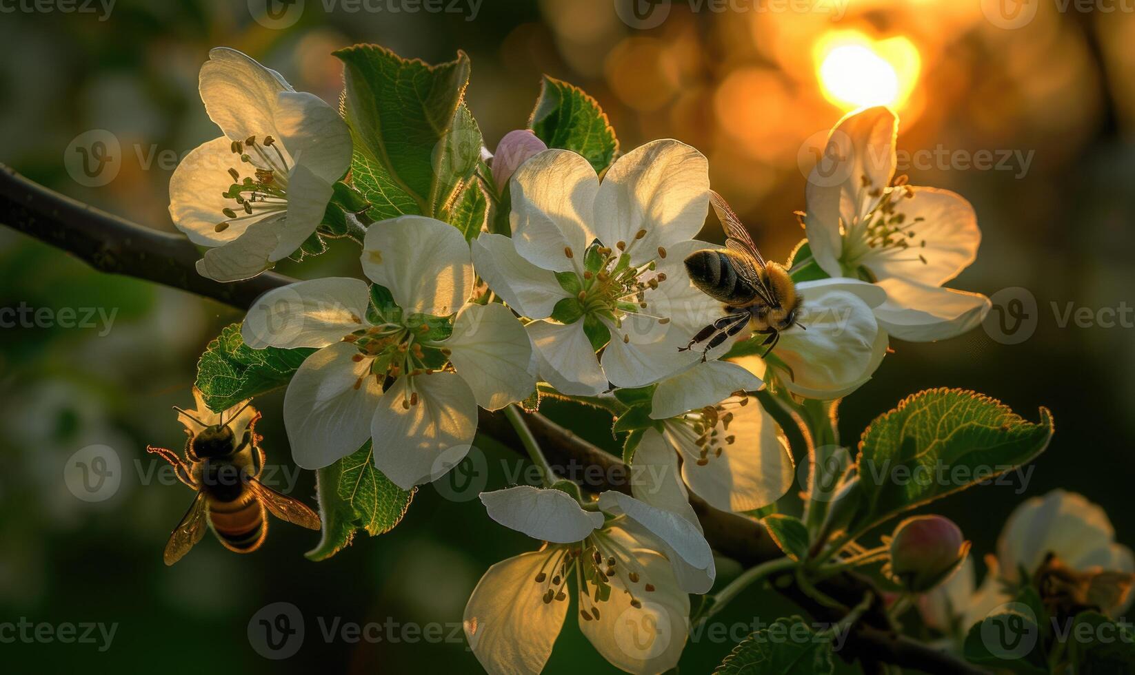 Bees buzzing around a blossoming apple tree, sunset light, closeup view, soft focus photo