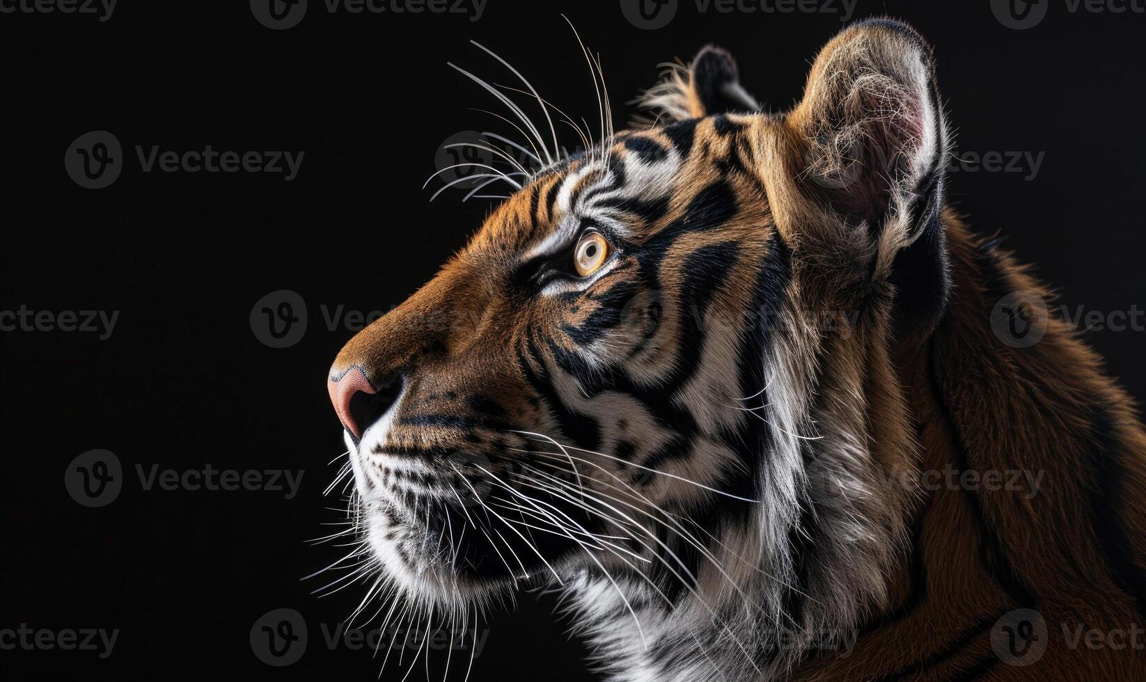 Close-up of a Siberian tiger's face under studio lights photo