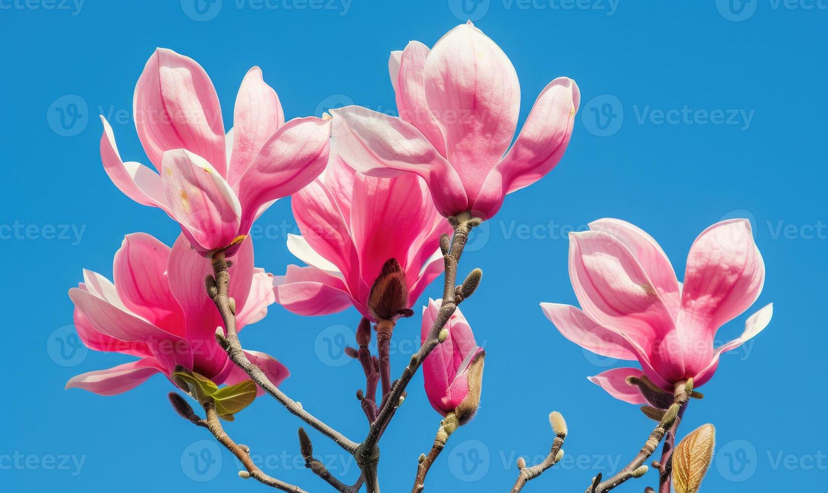 A cluster of pink magnolia blossoms against a clear blue sky photo